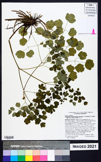 Thalictrum macrostylum image