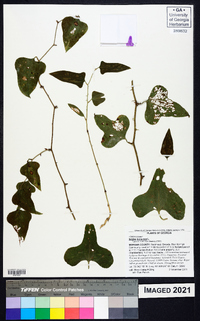 Smilax bona-nox image