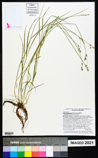 Carex festucacea image