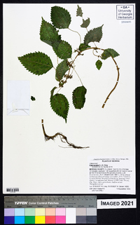 Pilea pumila image