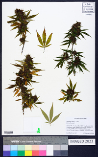 Cannabis sativa image