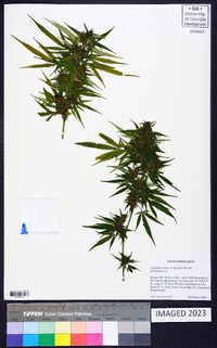 Cannabis sativa image