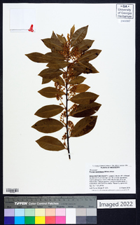 Prunus caroliniana image