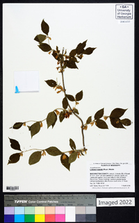 Lonicera maackii image