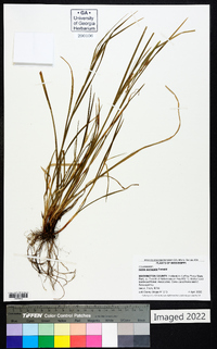 Carex corrugata image