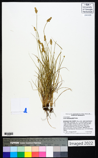 Carex leavenworthii image