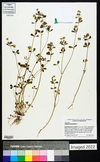 Trifolium resupinatum image