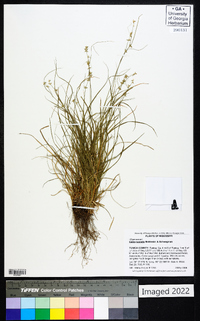 Carex socialis image