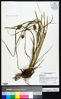 Carex typhina image