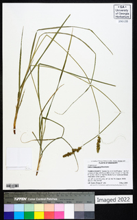 Carex triangularis image