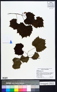 Vitis rotundifolia image