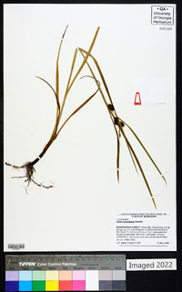 Carex aureolensis image