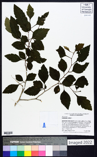 Crataegus viridis image