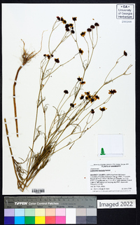 Coreopsis tinctoria image