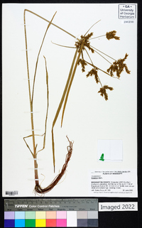 Cyperus iria image