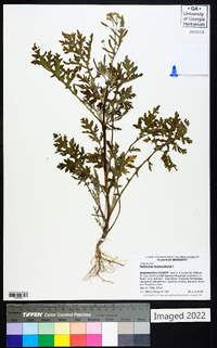 Parthenium hysterophorus image