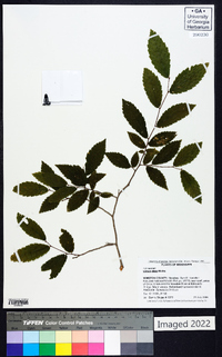 Ulmus alata image