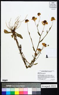 Helenium flexuosum image