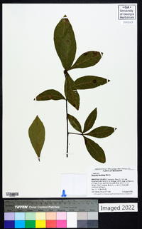 Quercus laurifolia image