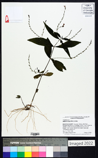 Justicia ovata image