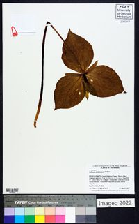 Trillium viridescens image