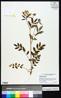 Polemonium reptans image