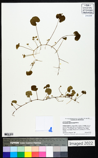 Dichondra carolinensis image