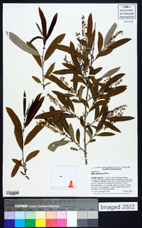 Salix caroliniana image