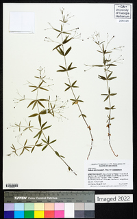 Galium arkansanum var. arkansanum image