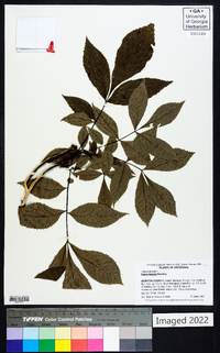 Carya texana image