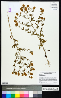 Trifolium arvense image