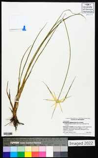 Dichromena latifolia image