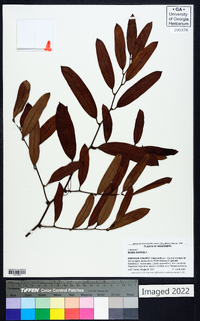 Smilax laurifolia image