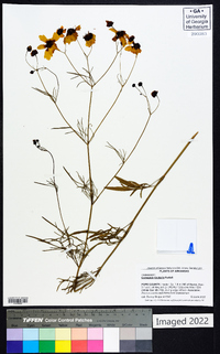 Coreopsis tinctoria image