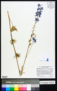Delphinium carolinianum subsp. carolinianum image