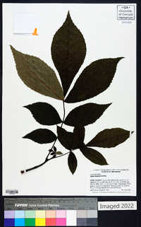 Carya texana image