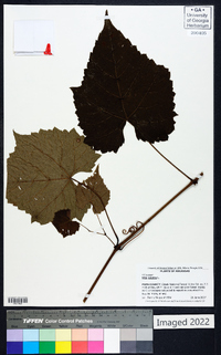 Vitis vulpina image