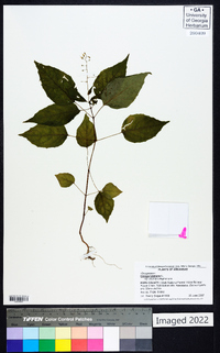 Circaea canadensis image