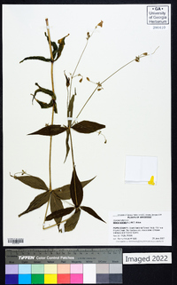 Silene stellata image