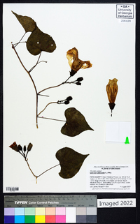 Ipomoea pandurata image