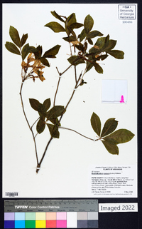 Rhododendron roseum image