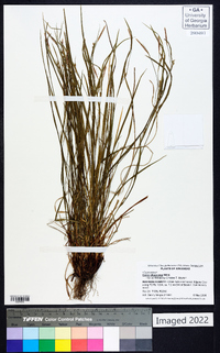 Carex oligocarpa image