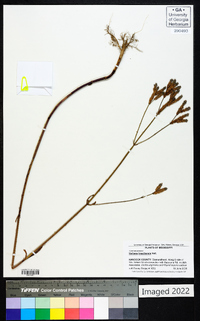 Verbena brasiliensis image