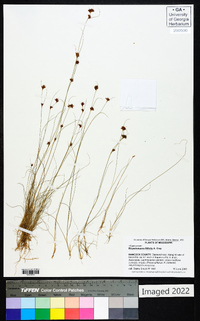 Rhynchospora filifolia image