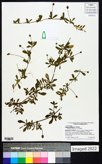 Phyla nodiflora image