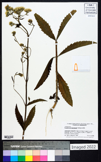 Eupatorium resinosum image