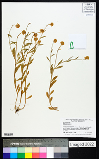 Polygala lutea image