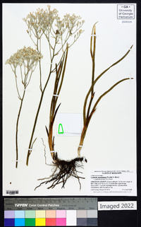 Lophiola americana image