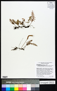 Polypodium polypodioides image