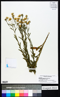 Chrysopsis pilosa image